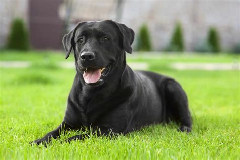 big black dog breeds|Big Black Dog Breeds: The Elegance and Power of Dark Coats.